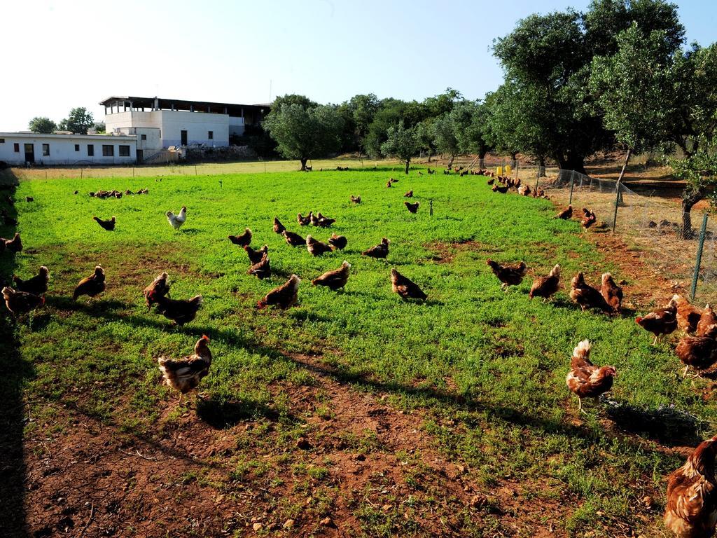 Agritria Di Umberto Anglisani Vila Ostuni Exterior foto
