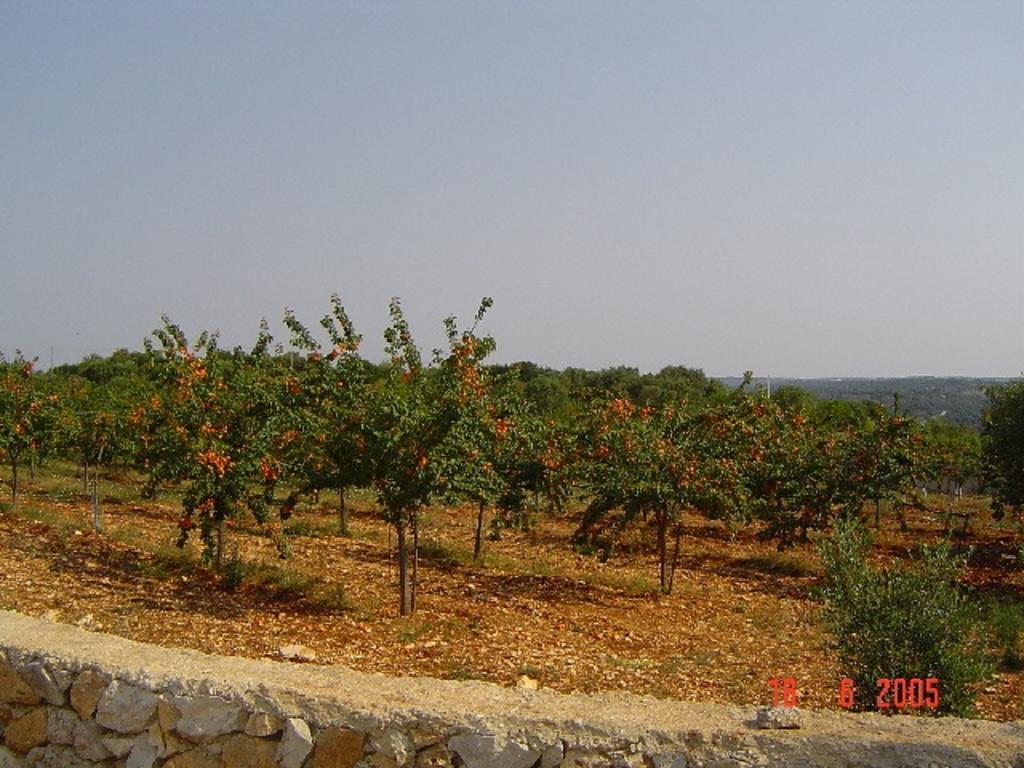 Agritria Di Umberto Anglisani Vila Ostuni Exterior foto